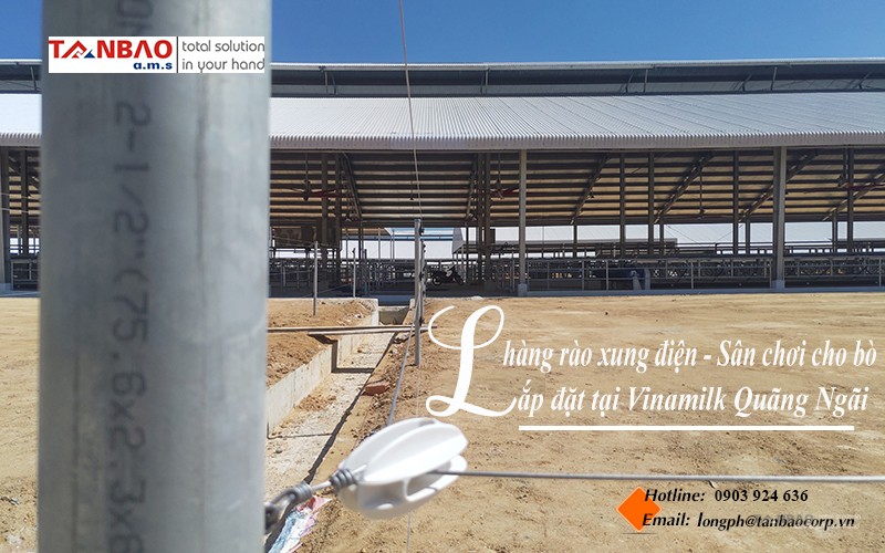 Lắp đặt hàng rào xung điện – sân chơi cho bò tại Vinamilk Quãng Ngãi