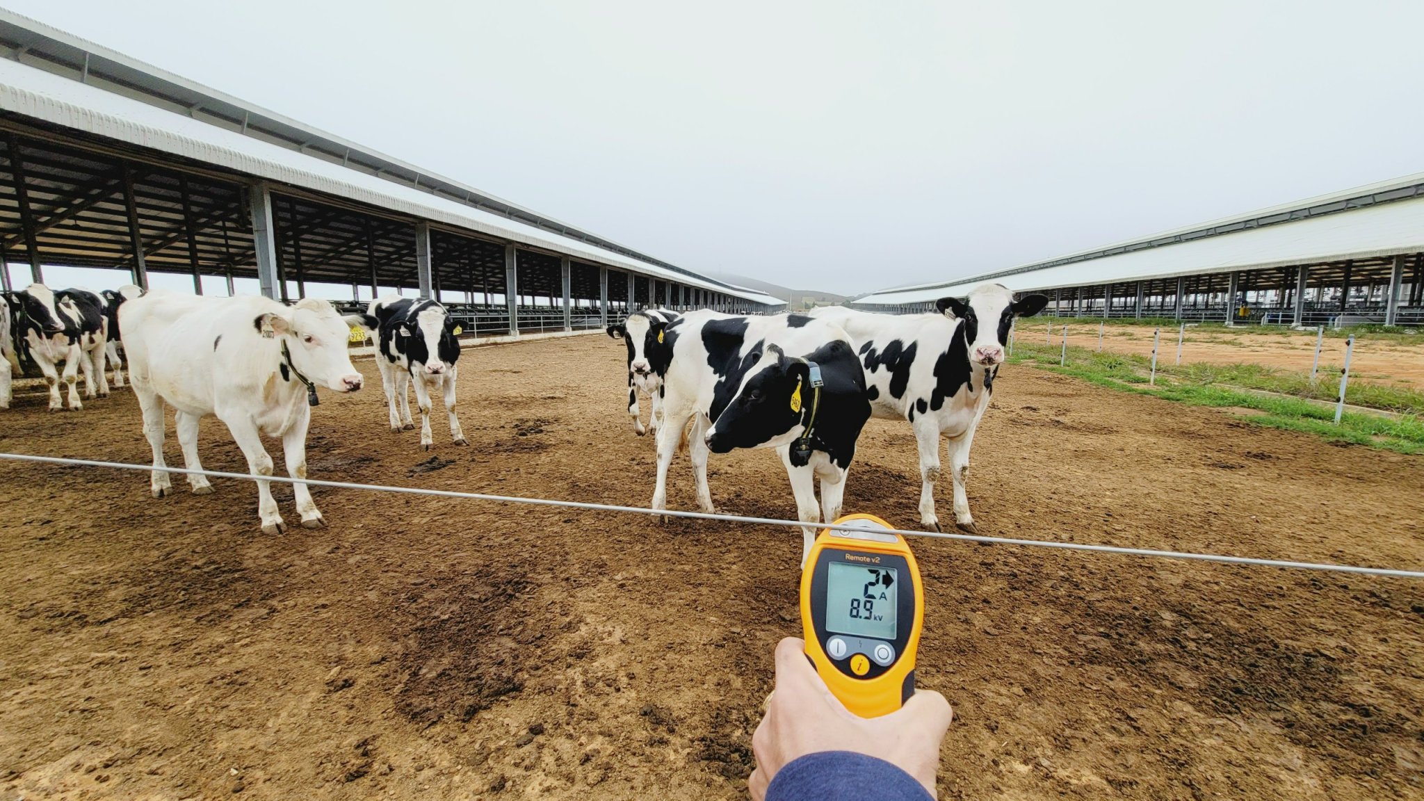 Giới thiệu một số công nghệ cao trong chăn nuôi bò