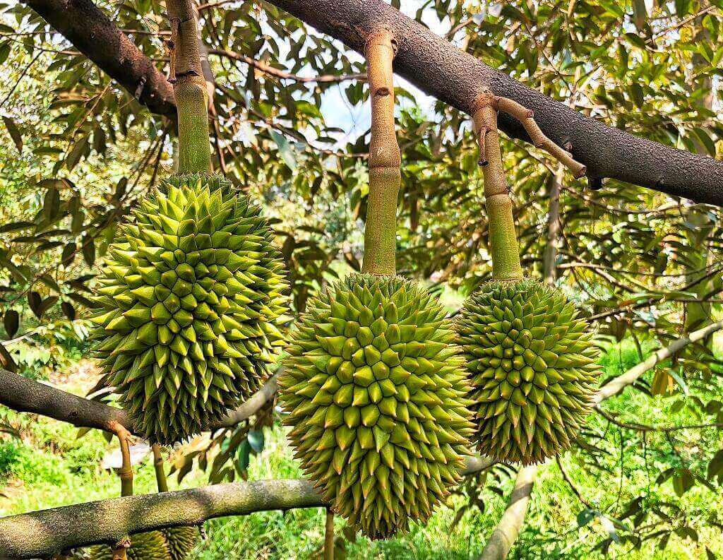 Giải pháp bảo vệ Farm Sầu riêng