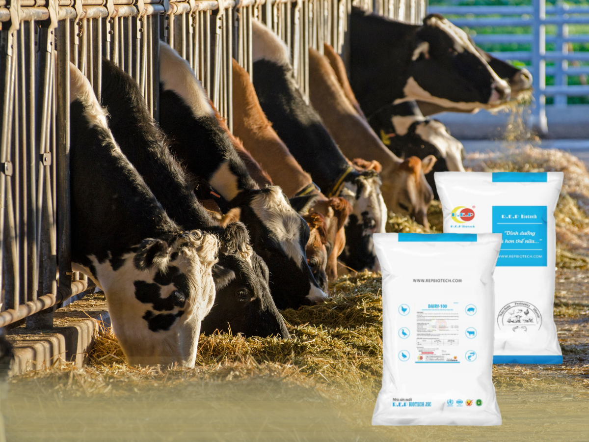 DAIRY-100: Giải pháp khoáng chất chuyên biệt cho bò sữa