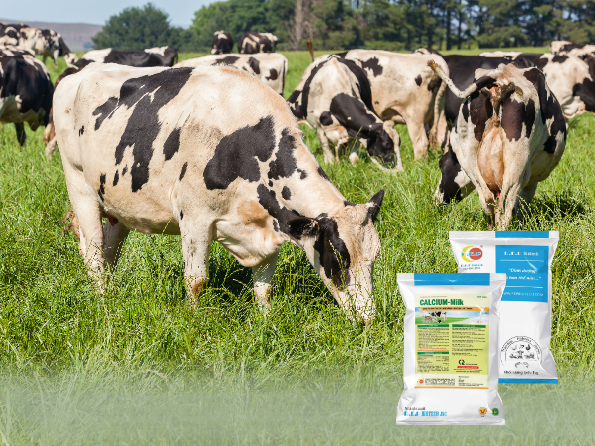 CALCIUM-Milk – Giải pháp toàn diện cho bò sữa